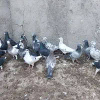 کبوتر پرشی|پرنده|اسفرورین, |دیوار