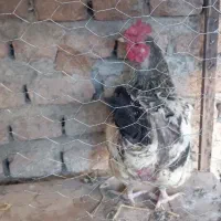 مرغ|حیوانات مزرعه|گنبد کاووس, |دیوار