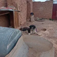 سگ گله|سگ|عسگران, |دیوار