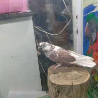 دوعدد کبوتر قطعه بزرگ نوک جمع|پرنده|شاهین دژ, |دیوار