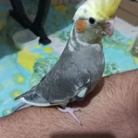 دو تا جوجه عروس هلندی ۵۰ روزه