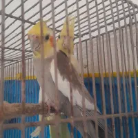 عروس هلندی بالغ جوجه داده