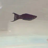 مولی و فایتر ماده