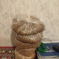 بادام کوهی