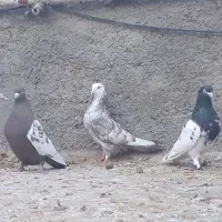 سینه،کله،دمبی(ماده)