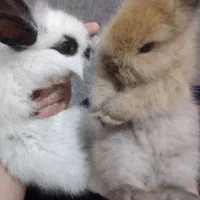 بچه خرگوش لوپ|موش و خرگوش|گرگان, |دیوار