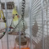 عروس هلندی سخنگو