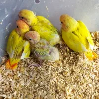 طوطی/برزیلی سرلاکی/فنج/راهب/عروس