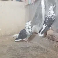 کبوتر پرشی زوردار