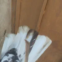 خوشرنگ قهوه ای ماده