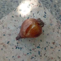 پیاز گل نرگس  شهلا بسیار مرغوب  درشت امسال گل میده