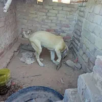 کچ دل فروشی موقعیت سرایان|سگ|سرایان, |دیوار