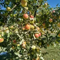 خریدار سیب ،گلابی،گردو