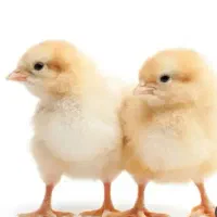 همفکری