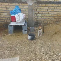 واگذاری توله پیتبول اصل