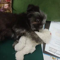 تعدادی تسمه جغجغه