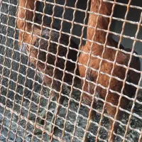 مرغ لاری|حیوانات مزرعه|فومن, |دیوار