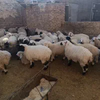 گوسفند آبست و زاییده