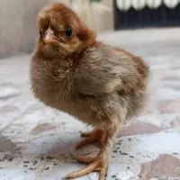 جوجه گلین و برهما دورگه|حیوانات مزرعه|قم, حنیف نژاد|دیوار