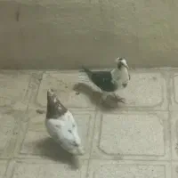 دوتاش ۸۰۰