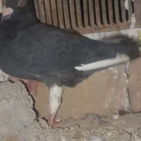 کبوتر معاوضه با ماده|پرنده|درمیان, |دیوار