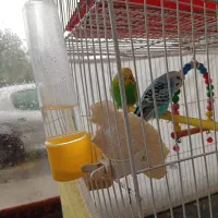 یه جفت مرغ عشق با وسایل|پرنده|نوشهر, |دیوار