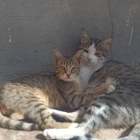 گربه اروپایی خالدار فروشی