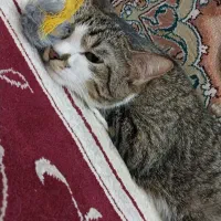 واگذاری فوری گربه ماده