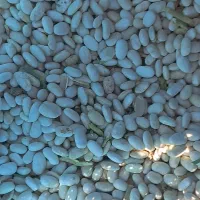 لوبیا سفید امسال