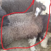 دو عدد بره برا فروش