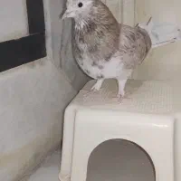 کبوتر سرور|پرنده|زابل, |دیوار