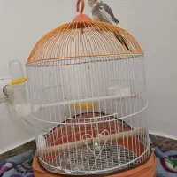 عروس هلندی|پرنده|رشت, کوی مهر|دیوار