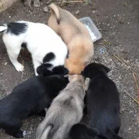 واگذاری توله‌های  گلدن،شکاری