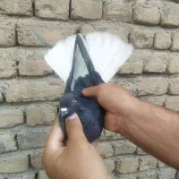 کبوتر پرشی|پرنده|آوج, |دیوار