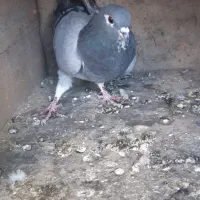 دمگیر|حیوانات|اصفهان, هفتون|دیوار