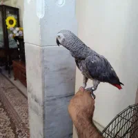 کاسکو 3ساله. رام رام چلوندونی بالای 300کلمه
