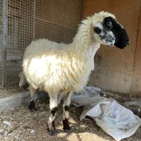 میش با بره