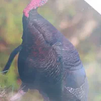 بوقلمون نر و ماده