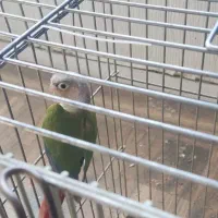 جفت مولد تضمینی گرینچیک آناناسی رد|پرنده|ملارد, |دیوار