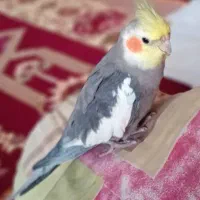 عروس هلندی نر