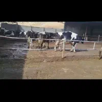 کارگر کاوداری