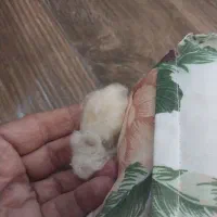 تشک پنبه ای سنتی|تشک تختخواب|خرم‌آباد, |دیوار