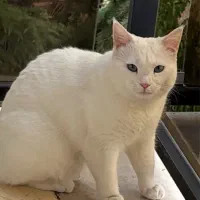 واگذاری گربه ژن دار