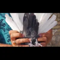 نر سرور دم سفید|پرنده|داراب, |دیوار
