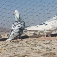 سرور بهبهونی|پرنده|شیراز, جانبازان|دیوار