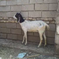 کانتکس کوت عبدلله