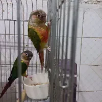 دو عدد طوطی گرینچیک ماده|پرنده|گلستان (تهران), |دیوار