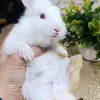 دو عدد بچه خرگوش ناز و خوشگل