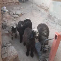 ۵ راس بره نر و ماده سبک جفتی ۵۸ کیلو.بیضا|حیوانات مزرعه|شیراز, گویم|دیوار