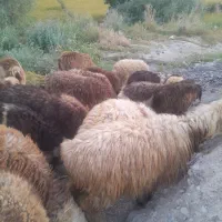 ۴۳عدد بره نرو ماده